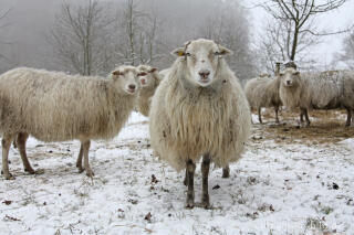 Schafe im Winter