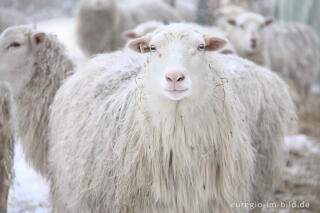 Schafe im Winter