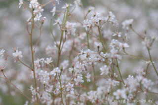 Schatten-Steinbrechs, Saxifraga urbium