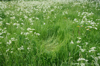 Schlafplatz eines Tieres in einer Wiese, NSG Mönchsfelsen, Hahn bei Walheim