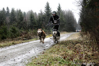 Schlittenhunderennen beim Freizeitzentrum Tomberg, Rodt, Belgien