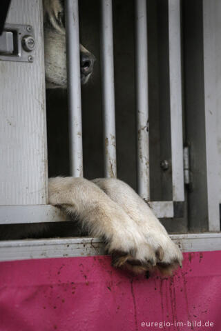 Schlittenhunderennen beim Freizeitzentrum Tomberg, Rodt, Belgien