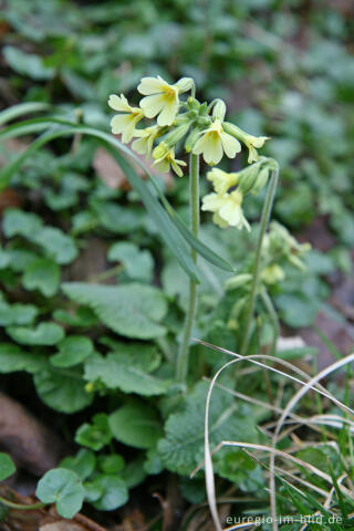 Schlüsselblume im Hohnbachtal bei Hergenrath