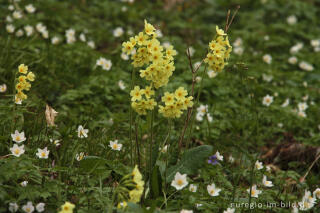 Schlüsselblumen und Buschwindröschen im Hohnbachtal