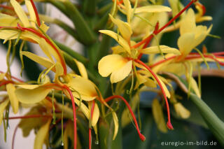 Schmetterlingsingwer, Hedychium gardnerianum, eine Pflanze für den Wintergarten