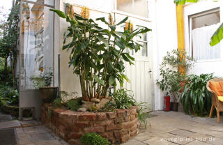 Schmetterlingsingwer, Hedychium gardnerianum, in einem Wintergarten