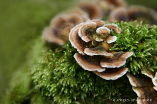 Schmetterlingstramete, Trametes versicolor