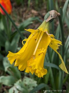 Schneckenfraß an einer Gartennarzisse