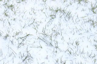 Schnee auf Gras