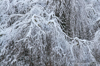 Schnee auf Trauerbirke