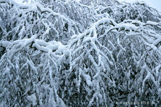 Schnee auf Trauerbirke