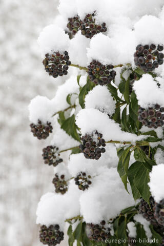 Schneebedecktee Efeu mit FRüchten