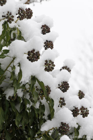 Schneebedecktee Efeu mit FRüchten