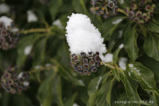 Schneebedecktee Efeu mit FRüchten