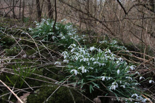 Schneeglöckchen auf dem Bergbaugelände bei Plombières