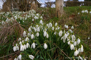 Schneeglöckchen, Galanthus nivalis