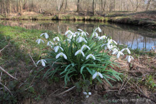 Schneeglöckchen, Galanthus nivalis, Göhl bei Plombières