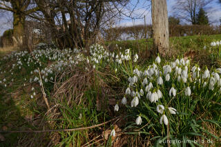 Schneeglöckchen, Galanthus nivalis