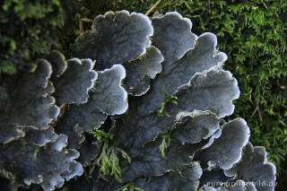 Schuppen-Hundsflechte, Peltigera praetextata