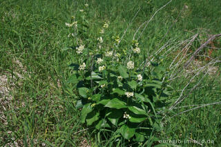 Schwalbenwurz, Vincetoxicum hirundinaria, am Schlangenberg bei Breinigerheide