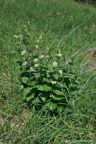 Schwalbenwurz, Vincetoxicum hirundinaria, am Schlangenberg bei Breinigerheide