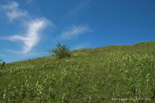 Schwalbenwurz, Vincetoxicum hirundinaria, auf dem Schlangenberg bei Breinigerheide