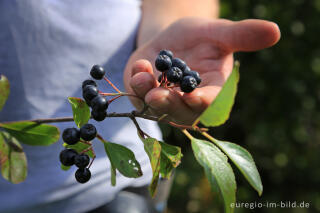 Schwarze Apfelbeere oder Aronia