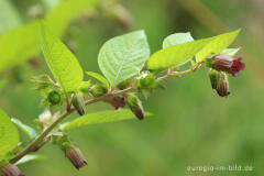 Schwarze Tollkirsche (Atropa bella-donna) im Kermeter, Nationalpark Eifel