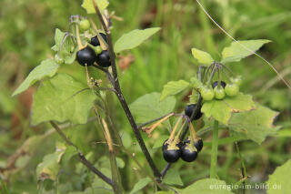  Schwarzer Nachtschatten, Solanum nigrum