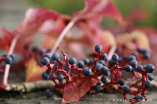 Selbstkletternde Jungfernrebe, auch Wilder Wein genannt