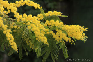 Silber-Akazie, Acacia dealbata, häufig "Mimose" genannt