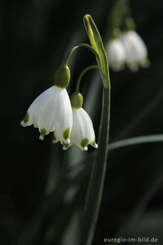 Sommerknotenblume, Leucojum aestivum