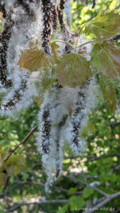 Sommerschnee - die Samen der Espe