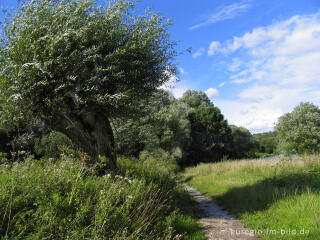 Sommerstimmung am Cranenweyer