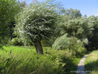 Sommerstimmung am Cranenweyer