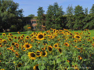 Sonnenblumen mit Aachener Tuchwerk, Soers bei Aachen