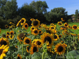 Sonnenblumen mit Aachener Tuchwerk, Soers bei Aachen