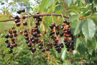 Späte Traubenkirsche, Prunus serotina