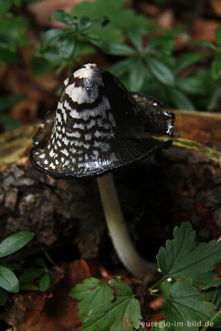 Spechttintling, Coprinus picaceus