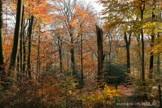 stehendes Totholz, Dreilägerbach-Talsperre, Eifel