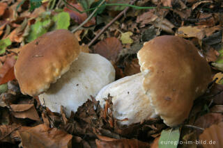 Steinpilz, Boletus edulis