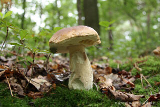 Steinpilz, Boletus edulis