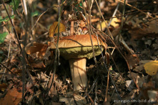 Steinpilz, Boletus edulis