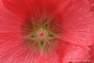 Stockrose, Alcea rosea