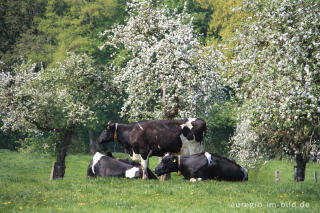 Streuobstwiese beim Naturschutzgebiet Freyent