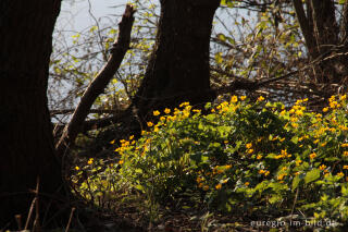 Sumpfdotterblume, Caltha palustris, Quellgebiet beim Cranenweyer, Kerkrade