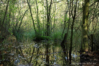 Sumpfgebiet entlang dem Rode Beek in der Brunssummerheide