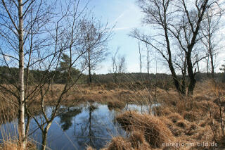 Sumpfgebiet in der Brunssumer Heide