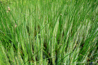 Tannenwedel, Hippuris vulgaris, mit Binsen