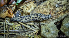 Tigerschnegel (Limax maximus)